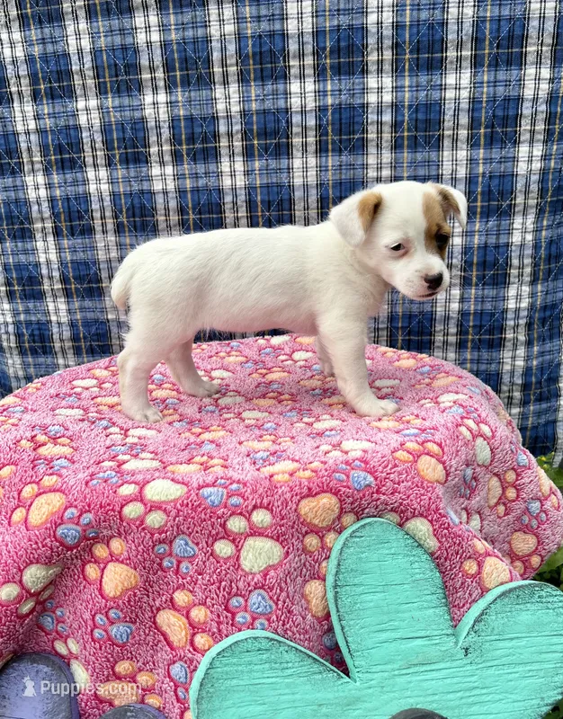 Janice purebred – Jack Russell Terrier puppy for sale in Cambridge City, IN