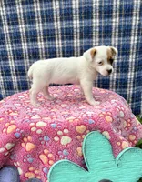 Janice purebred, a female Jack Russell Terrier for sale in Cambridge City, IN – 8 of 9