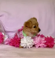 Lil Red, a female Chihuahua and Miniature Dachshund for sale in Cambridge City, IN – 3 of 10