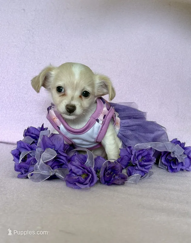 Sophia – Chihuahua, Miniature Dachshund puppy for sale in Cambridge City, IN