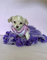 Sophia, a female Chihuahua and Miniature Dachshund for sale in Cambridge City, IN – 3 of 10