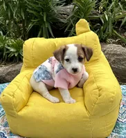 Joy purebred, a female Jack Russell Terrier for sale in Cambridge City, IN – 7 of 9