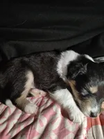 Luna, a female Shetland Sheepdog for sale in Stockton, CA – Photo 2 of 4