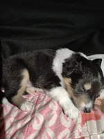 Luna, a female Shetland Sheepdog for sale in Stockton, CA – Photo 3 of 4