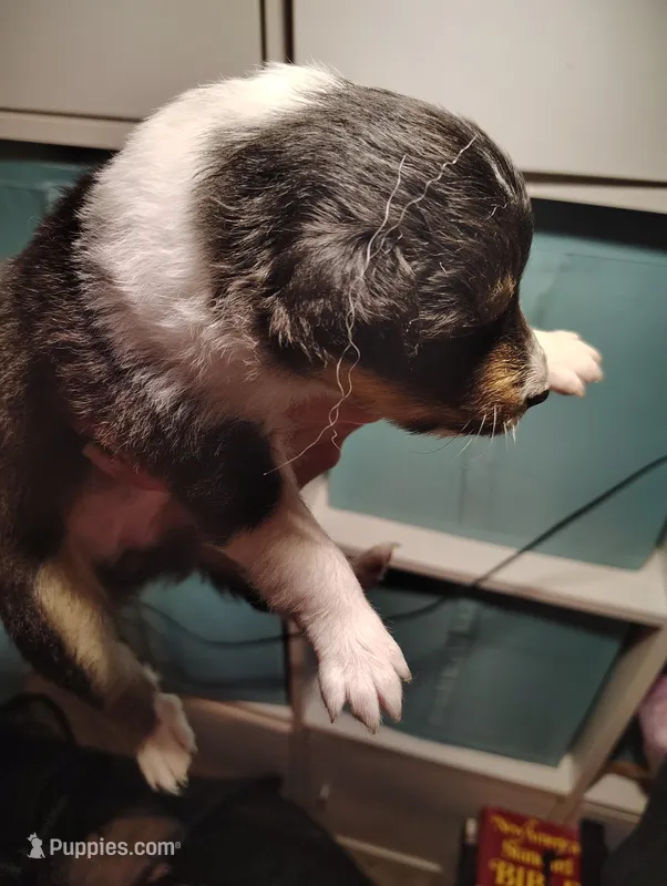 Luna, a female Shetland Sheepdog for sale in Stockton, CA – Photo 1 of 4