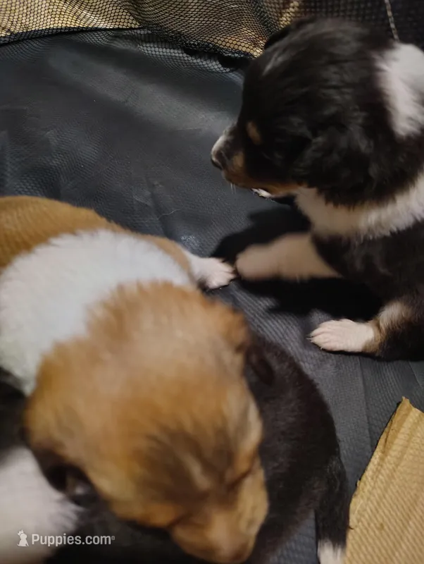 Sable, a female Shetland Sheepdog for sale in Stockton, CA – Photo 1 of 3