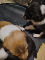 Sable, a female Shetland Sheepdog for sale in Stockton, CA – Photo 1 of 3