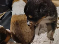 Sable, a female Shetland Sheepdog for sale in Stockton, CA – Photo 3 of 3