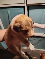 Sable, a female Shetland Sheepdog for sale in Stockton, CA – Photo 2 of 3