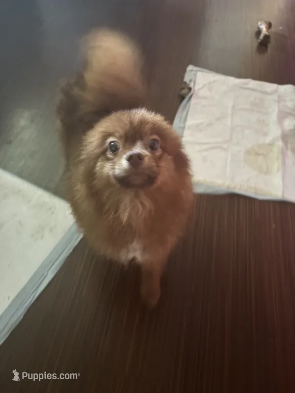 Simba – Pomeranian puppy for sale in Clarion Township, PA
