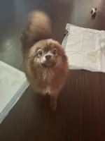 Simba, a male Pomeranian for sale in Clarion Township, PA – 1 of 4