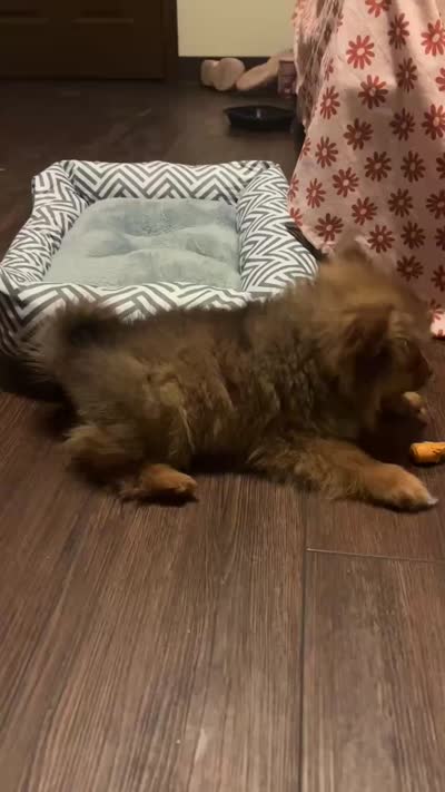 Simba, a male Pomeranian for sale in Clarion Township, PA – 2 of 4
