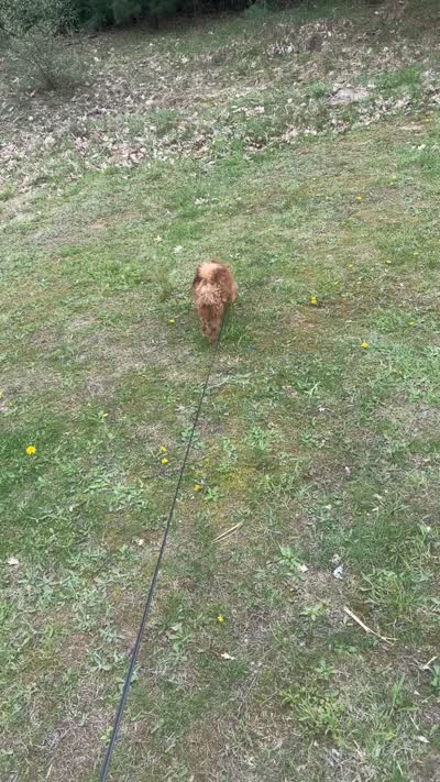 Simba, a male Pomeranian for sale in Clarion Township, PA – 4 of 4