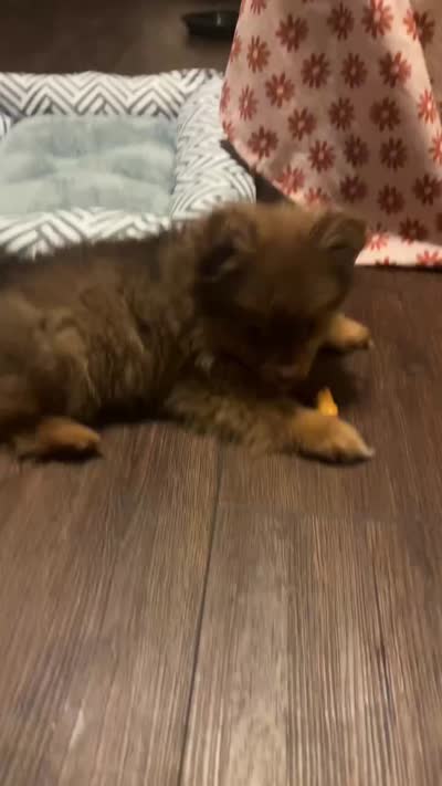 Simba, a male Pomeranian for sale in Clarion Township, PA – 3 of 4