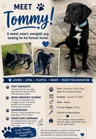 Tommy, a male Australian Cattle Dog and Miniature Goldendoodle for sale in Irving, TX – 2 of 4