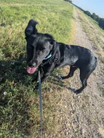 Tommy, a male Australian Cattle Dog and Miniature Goldendoodle for sale in Irving, TX – 3 of 4