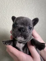 Miso, a female French Bulldog for sale in San Tan Valley, AZ – 6 of 6