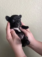 Juice , a female French Bulldog for sale in San Tan Valley, AZ – 5 of 5