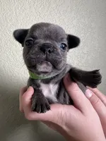 Miso, a female French Bulldog for sale in San Tan Valley, AZ – 2 of 6