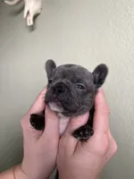 Olive , a female French Bulldog for sale in San Tan Valley, AZ – 8 of 8