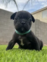 lentil, a male French Bulldog for sale in San Tan Valley, AZ – 2 of 4