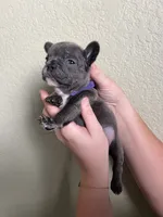 Olive , a female French Bulldog for sale in San Tan Valley, AZ – 3 of 8