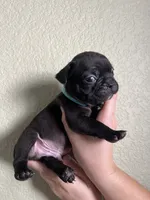 lentil, a male French Bulldog for sale in San Tan Valley, AZ – 3 of 4