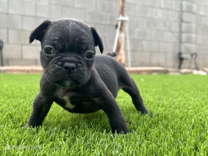 lentil – French Bulldog puppy for sale in San Tan Valley, AZ
