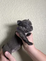 Olive , a female French Bulldog for sale in San Tan Valley, AZ – 6 of 8