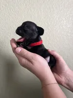 Juice , a female French Bulldog for sale in San Tan Valley, AZ – 2 of 5