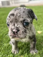 Chip, a male French Bulldog for sale in San Tan Valley, AZ – 2 of 7