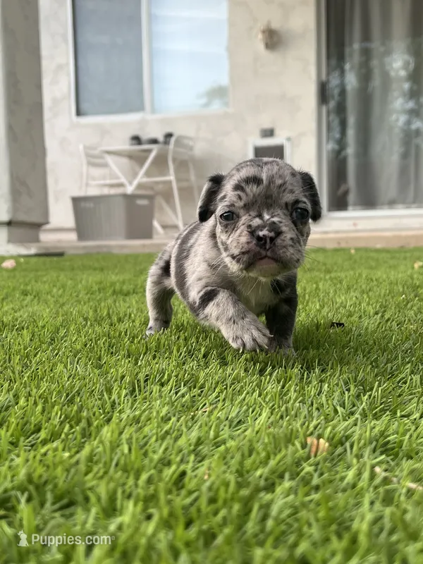Chip – French Bulldog puppy for sale in San Tan Valley, AZ