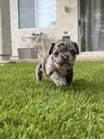 Chip, a male French Bulldog for sale in San Tan Valley, AZ – 1 of 7