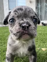 Chip, a male French Bulldog for sale in San Tan Valley, AZ – 5 of 7