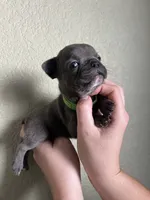 Miso, a female French Bulldog for sale in San Tan Valley, AZ – 3 of 6