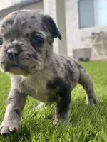 Chip, a male French Bulldog for sale in San Tan Valley, AZ – 3 of 7
