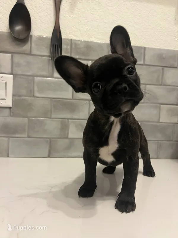 Honey – French Bulldog puppy for sale in San Tan Valley, AZ