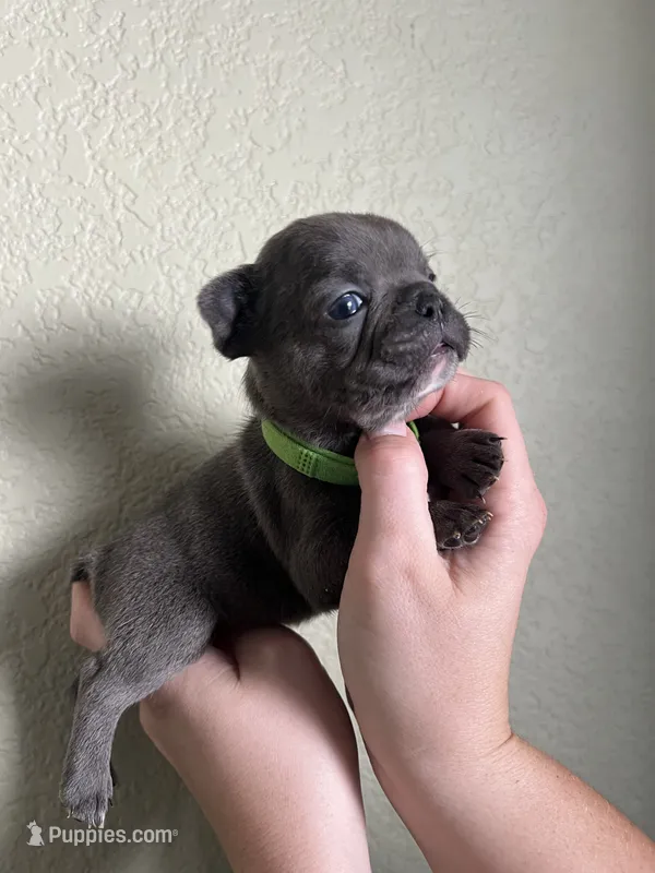 Miso – French Bulldog puppy for sale in San Tan Valley, AZ