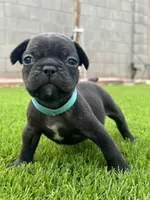 lentil, a male French Bulldog for sale in San Tan Valley, AZ – 4 of 4
