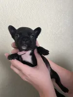 Honey, a female French Bulldog for sale in San Tan Valley, AZ – 2 of 2