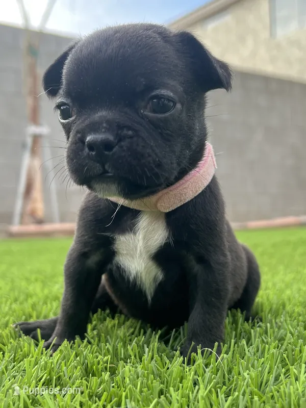 Honey – French Bulldog puppy for sale in San Tan Valley, AZ