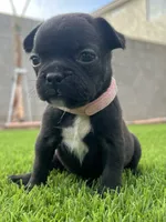 Honey, a female French Bulldog for sale in San Tan Valley, AZ – 1 of 2