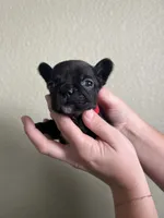 Juice , a female French Bulldog for sale in San Tan Valley, AZ – 3 of 5