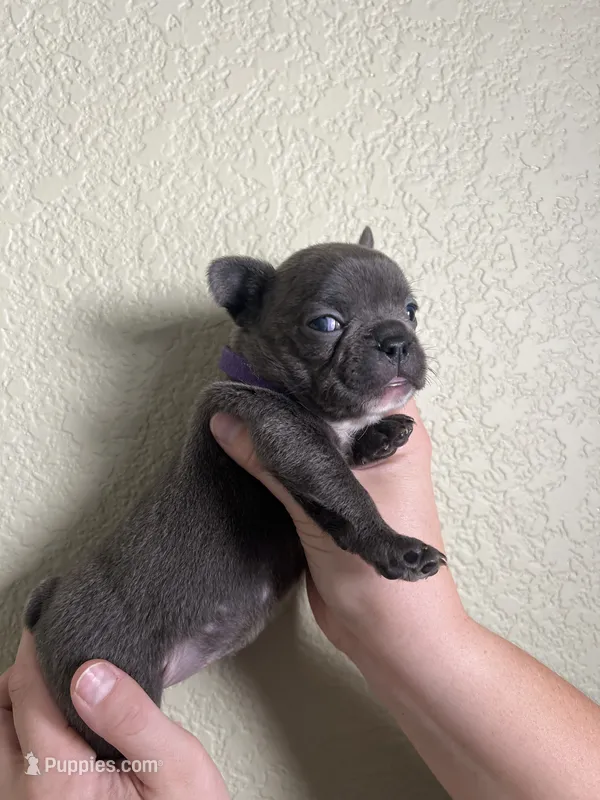 Olive  – French Bulldog puppy for sale in San Tan Valley, AZ