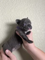Olive , a female French Bulldog for sale in San Tan Valley, AZ – 1 of 8