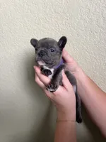 Olive , a female French Bulldog for sale in San Tan Valley, AZ – 2 of 8