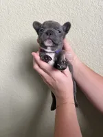 Olive , a female French Bulldog for sale in San Tan Valley, AZ – 4 of 8