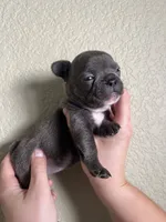 Olive , a female French Bulldog for sale in San Tan Valley, AZ – 7 of 8