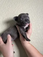 Olive , a female French Bulldog for sale in San Tan Valley, AZ – 5 of 8