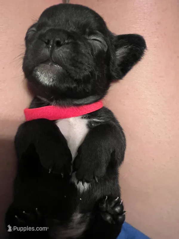 Juice  – French Bulldog puppy for sale in San Tan Valley, AZ